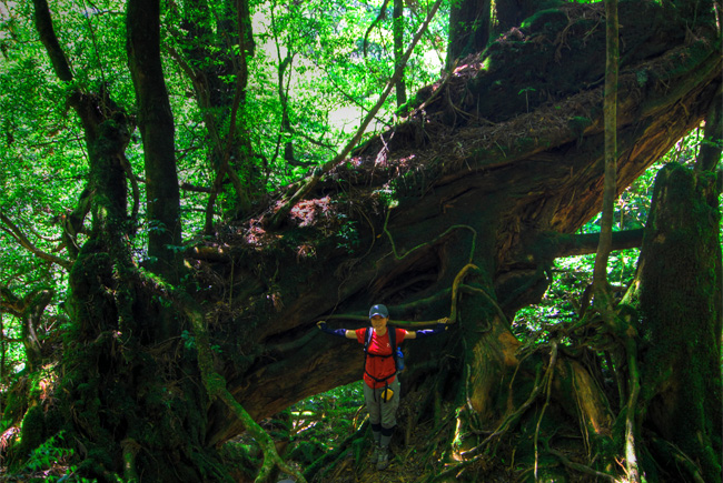 yakushima shiratani gorge kumi sugi cedar